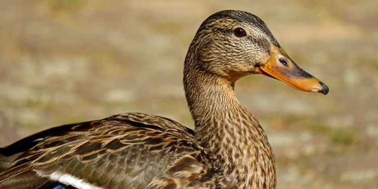 Is Anatidaephobia a Real Condition or Just Quackery?