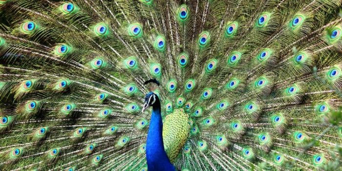 peacock showing it's feathers