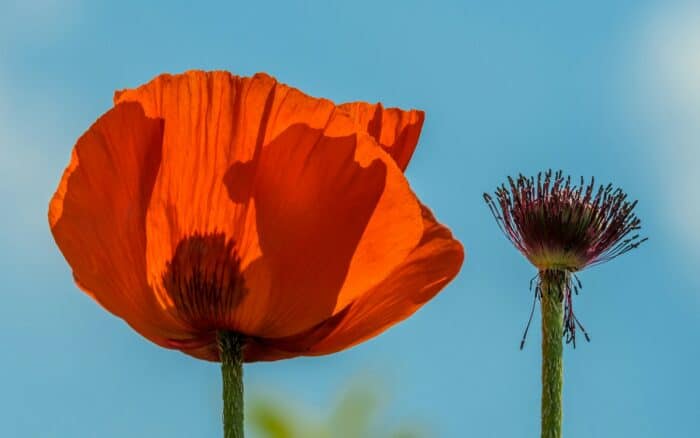 somber-looking flowers