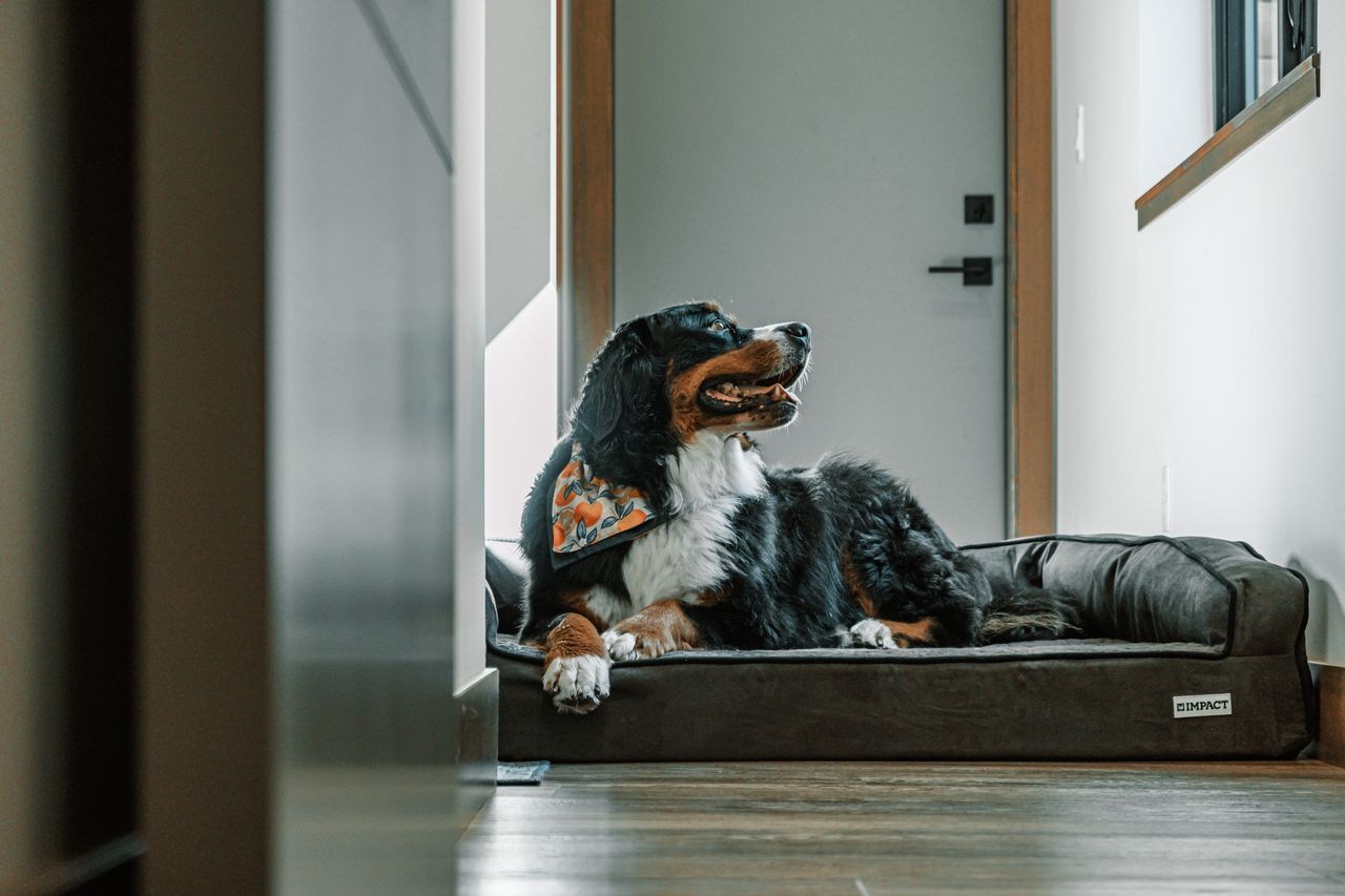 Dog on a cozy dog bed indoors